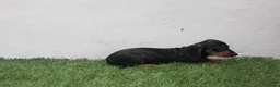 Teckel Miniatura perros en venta: Teckel Miniatura  - Anuncio 12