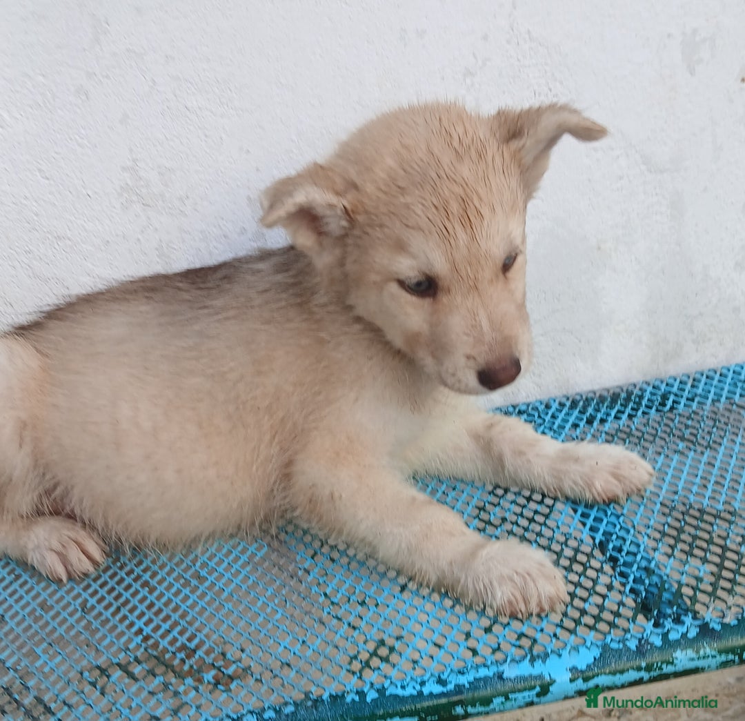 Husky Siberiano perros en venta: ULTIMO HUSKY y ULTIMA  ALASKA MALAMUTE  - Imagen 8