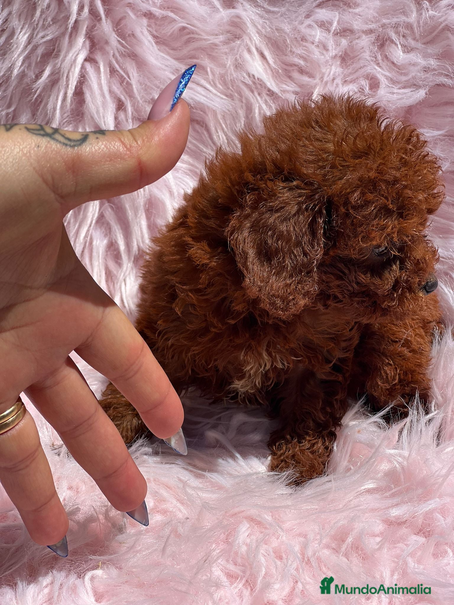 Caniche Toy perros Caniche tea cup en Barcelona - Anuncio 2