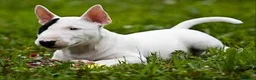 Bull Terrier perros en venta: Bull Terrier  - Anuncio 1
