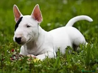 Bull Terrier perros Bull Terrier - Anuncio 1