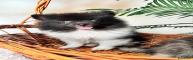 Pomerania 1