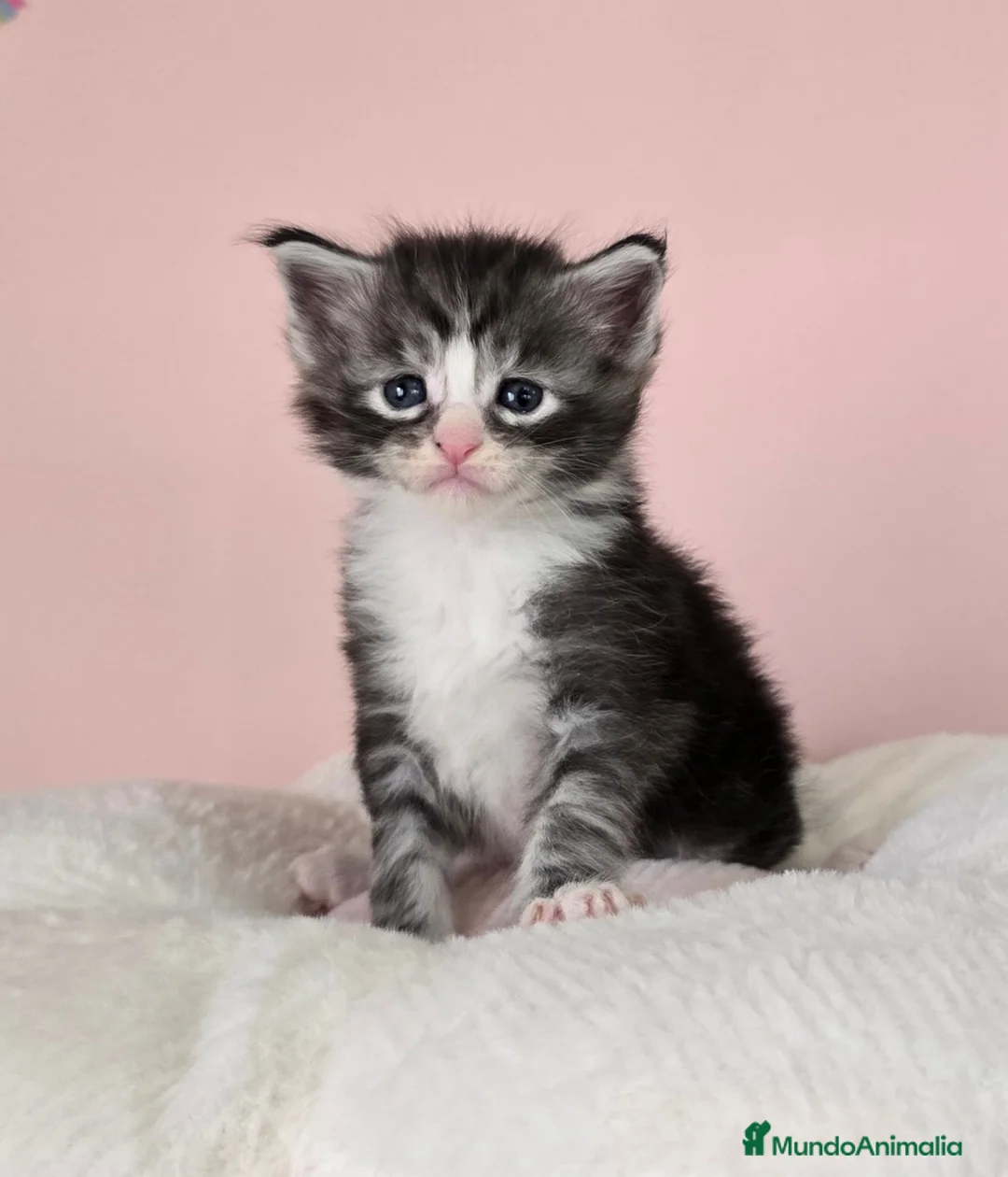 Maine Coon gatos en venta: Gatitos maine coon - Anuncio 1