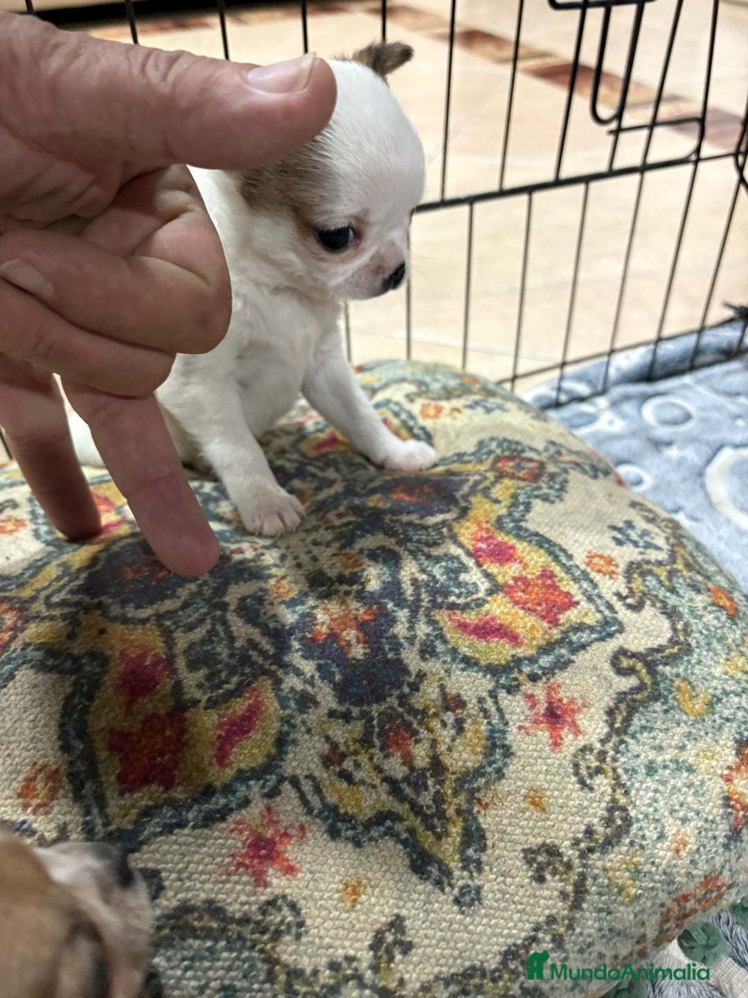 Chihuahua perros en venta: Chihuahua mini toy tricolor  - Anuncio 5