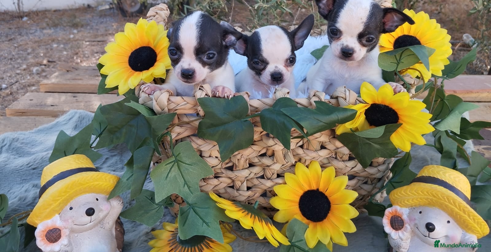 Chihuahua perros CHIHUAHUAS TOYS CABEZA de MANZANA 🍎🍎 🥰🥰🥰 - Anuncio 1