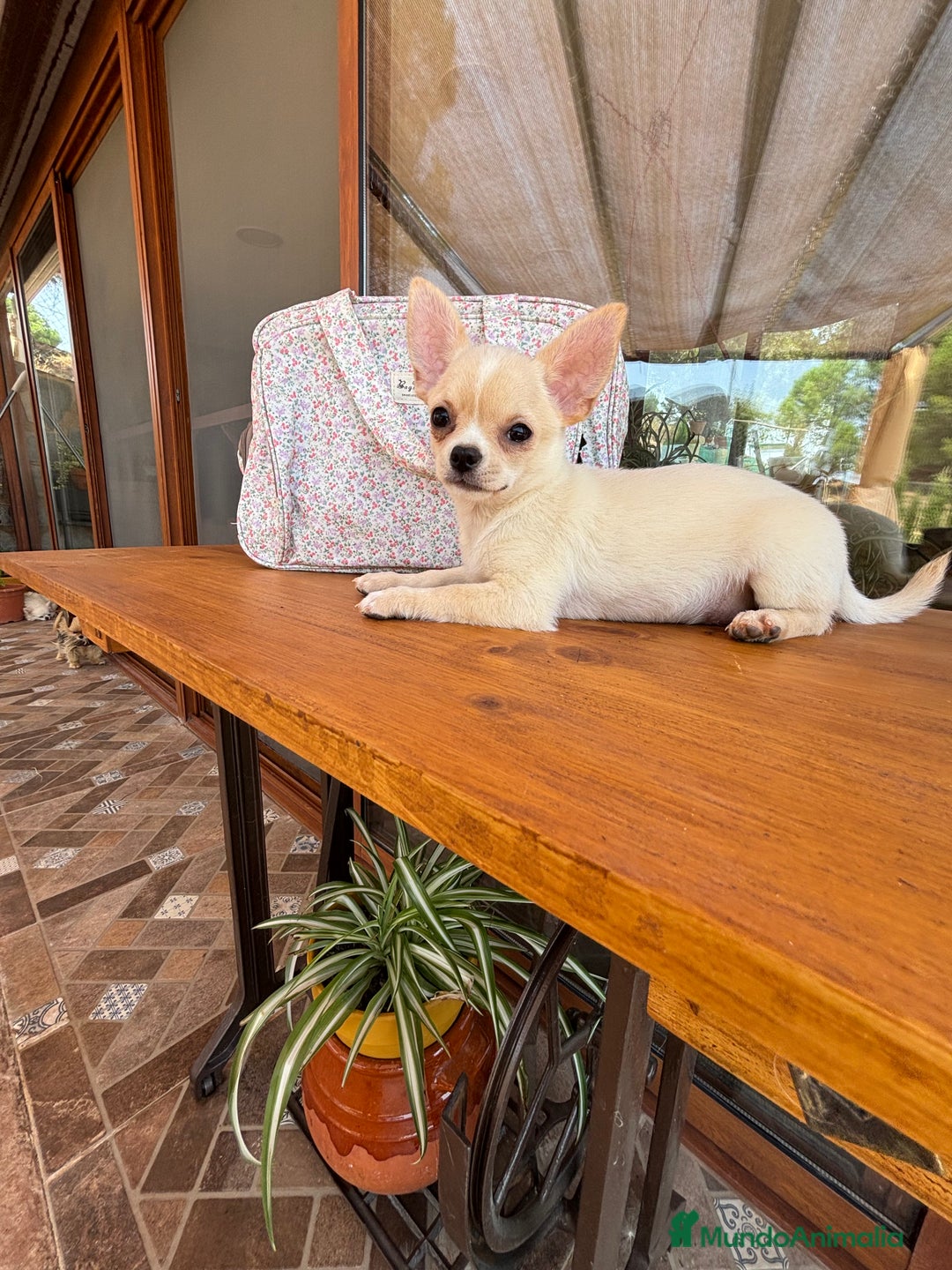 Chihuahua perros en venta: Chihuahua Toy Hwmbra  - Anuncio 1