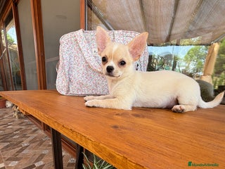 Chihuahua perros Chihuahua Toy Hwmbra - Anuncio 2