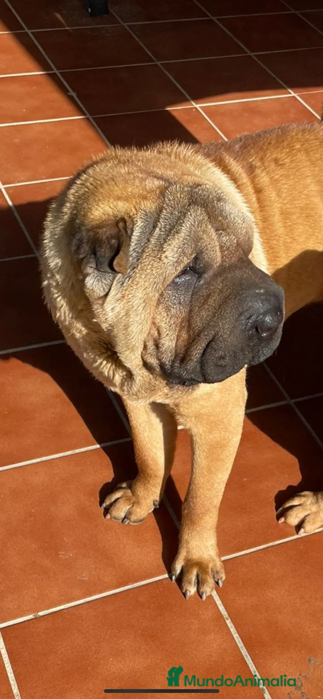 Shar Pei perros en adopcion: SHAR PEI ADOPCION - Anuncio 2