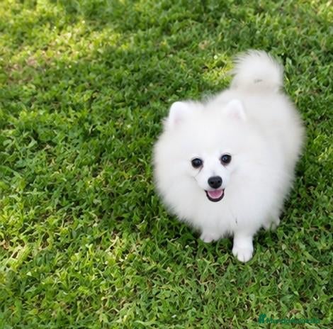 Pomerania perros OFERTA POMERANIA MACHITO  - Anuncio 38