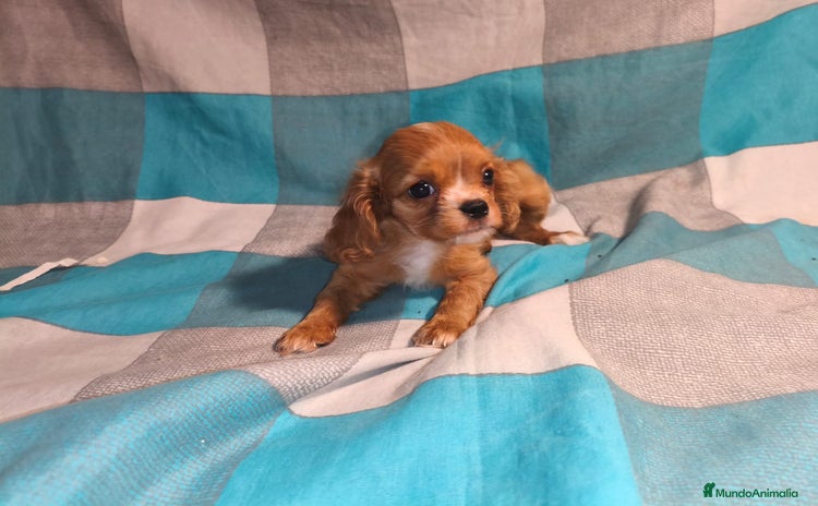Cavalier King Charles Spaniel perros - Anuncio 1