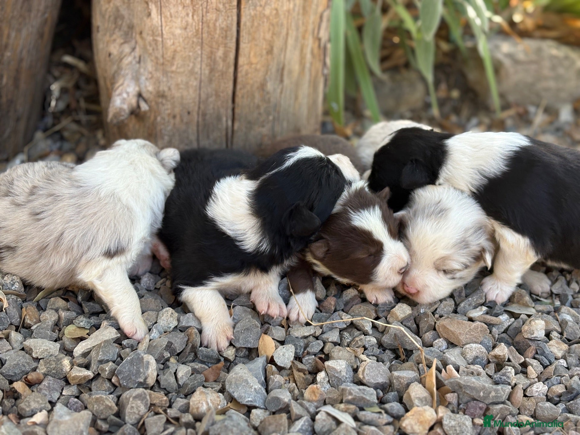 Border Collie perros 🐾🐾Border Collie con pedigree – 5 hembras🐾🐾 - Anuncio 1
