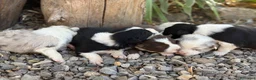 Border Collie perros en venta: 🐾🐾Border Collie con pedigree – 5 hembras🐾🐾 - Anuncio 2