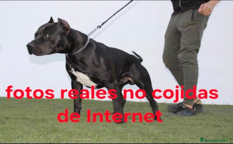 American Pit Bull Terrier perros - Anuncio 3
