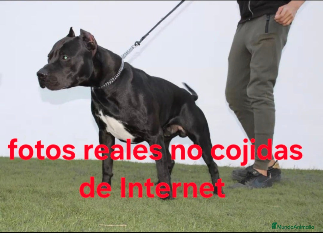 American Pit Bull Terrier perros en venta: American pitbull hembra de pitbull diamante unico  - Imagen 1