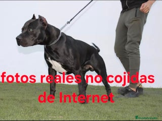 American Pit Bull Terrier perros - Anuncio 4