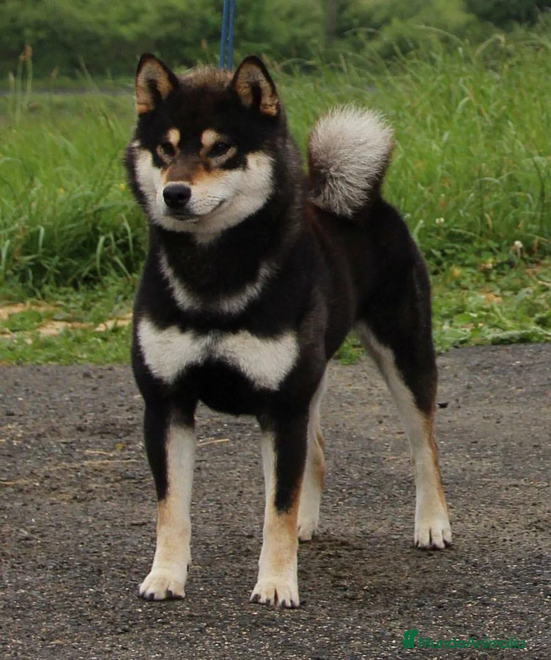 Imagen de galería {{count}}