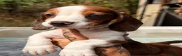 Teckel Miniatura perros en venta: Teckel disponibles💙🐾 - Anuncio 7