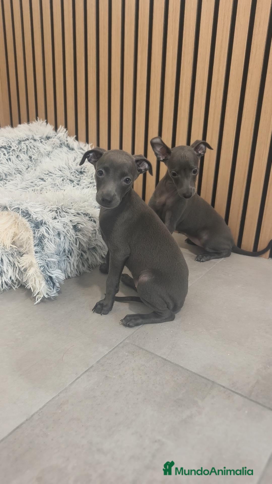 Pequeño Lebrel Italiano perros Pequeño Lebrel Italiano Macho y Hembra  - Anuncio 3