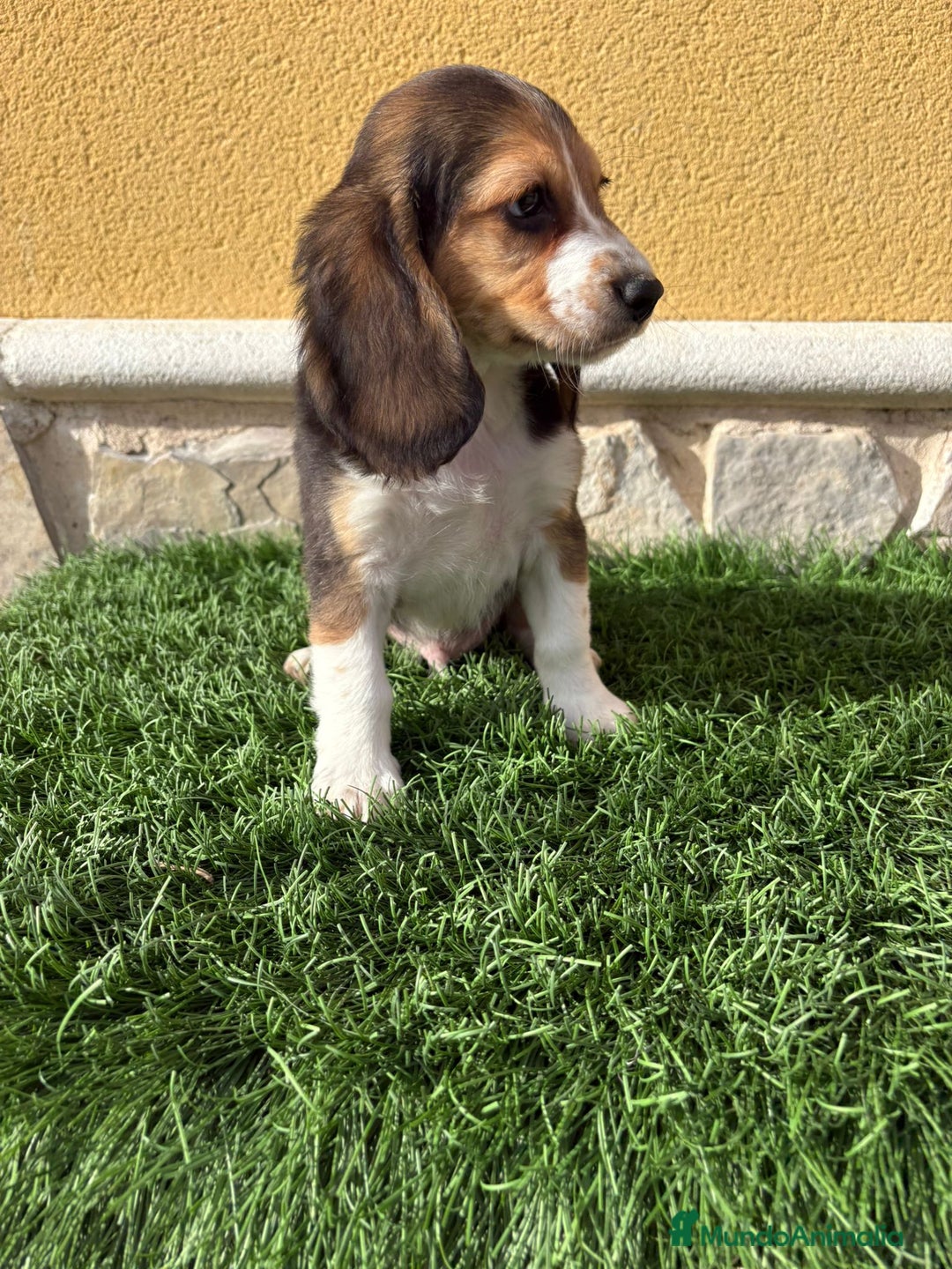 Beagle perros en venta: Preciosos cachorros de Beagle  - Anuncio 3