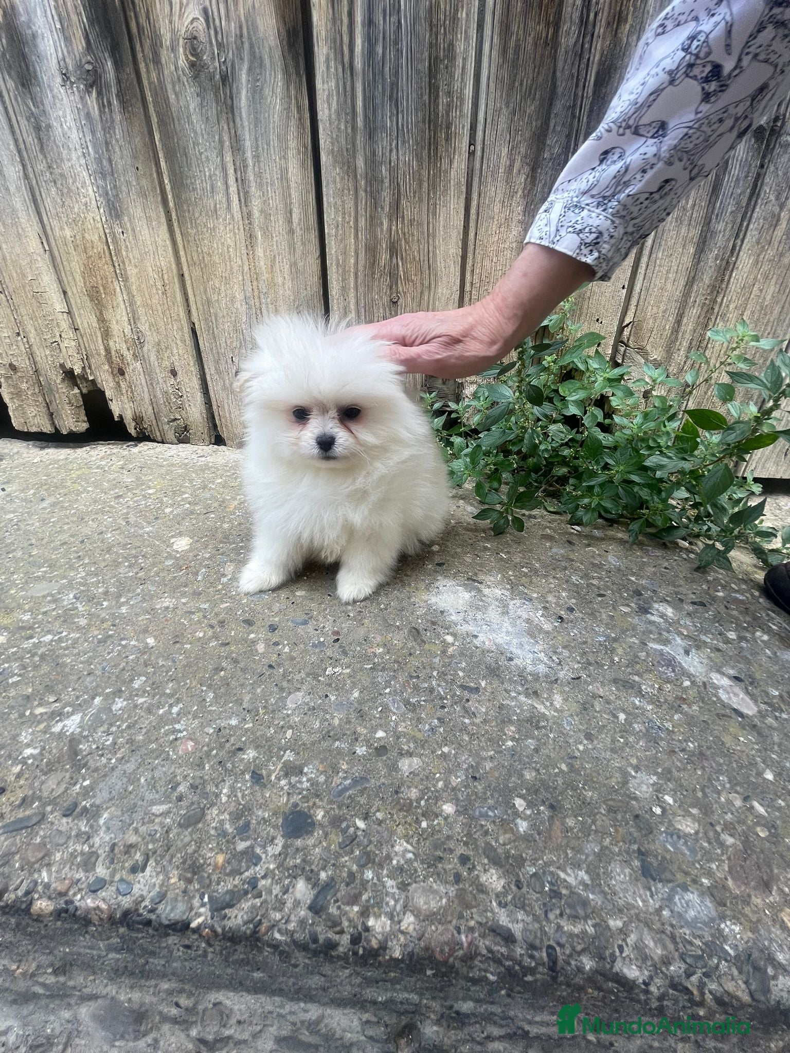 Pomerania perros Pomerania Toy - Anuncio 35