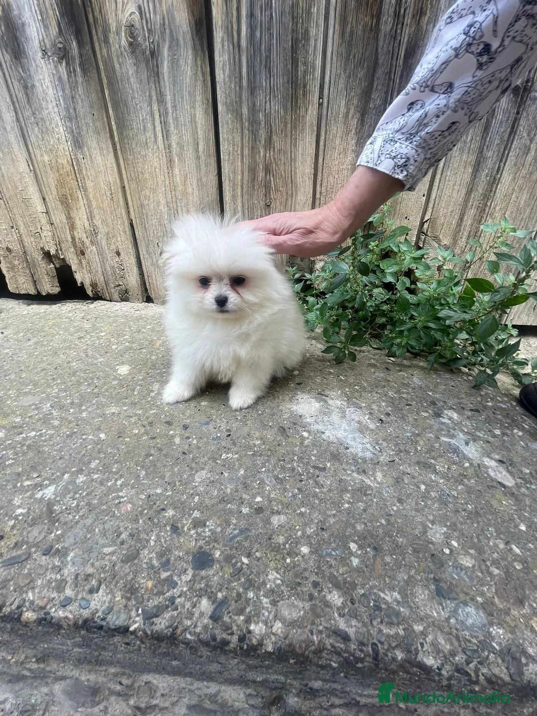 Pomerania perros en venta: Pomerania Toy - Anuncio 1