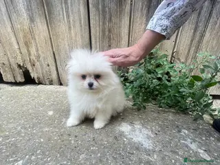 Pomerania perros Pomerania Toy - Anuncio 35