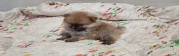 Pomerania perros en venta: POMERANIA MUY TOY MACHITO - Anuncio 2