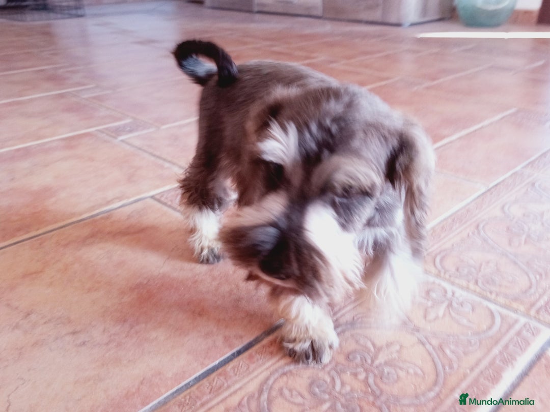 Schnauzer Miniatura perros en venta: Hembrita de Schnauzer negro/plata  - Anuncio 15
