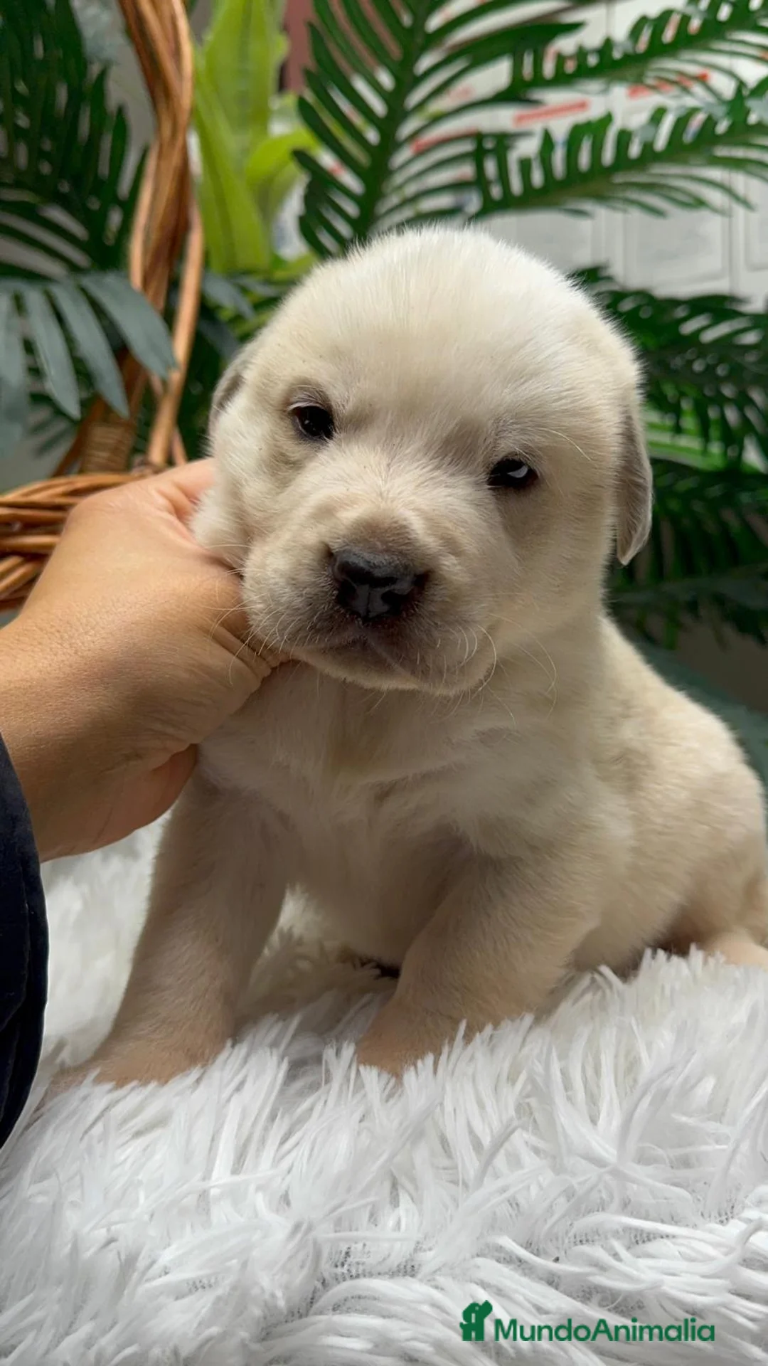 Mastín Español perros en venta: MASTIN ESPAÑOL - Anuncio 8