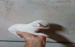 Chihuahua perros en venta: CAMADA CHIHUAHUAS CABEZA DE MANZANA DESDE 600€ - Imagen 2