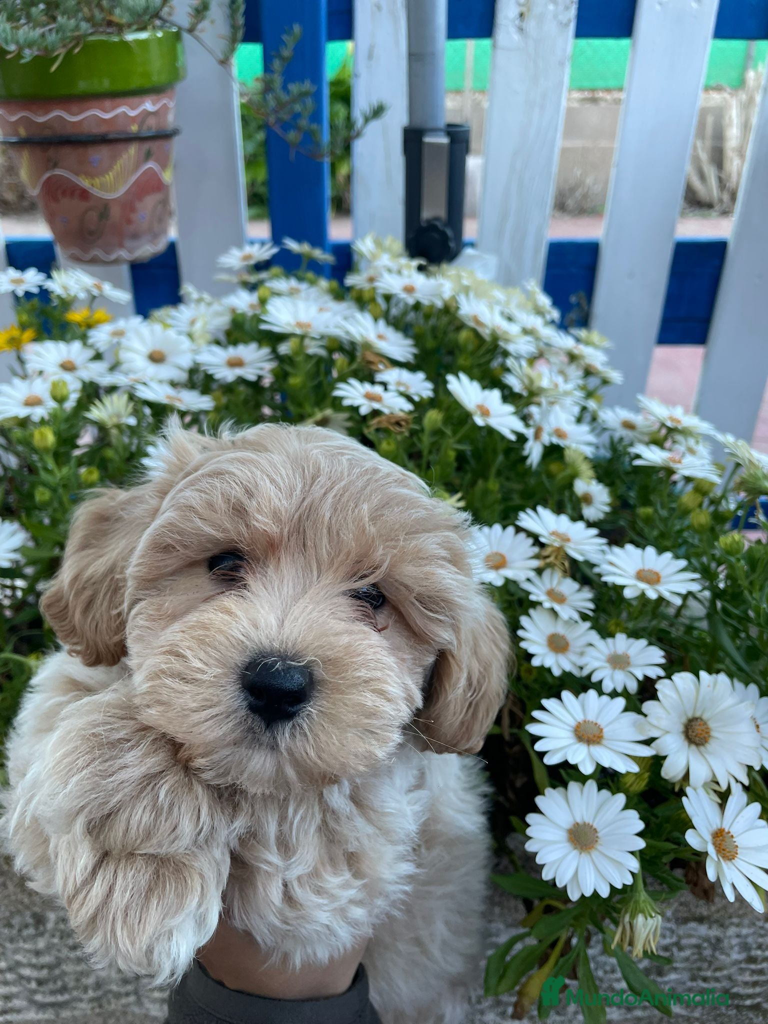 Maltipoo perros Cachorro maltipoo  - Anuncio 26