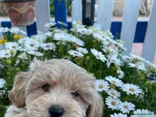 Maltipoo perros Cachorro maltipoo - Anuncio 26