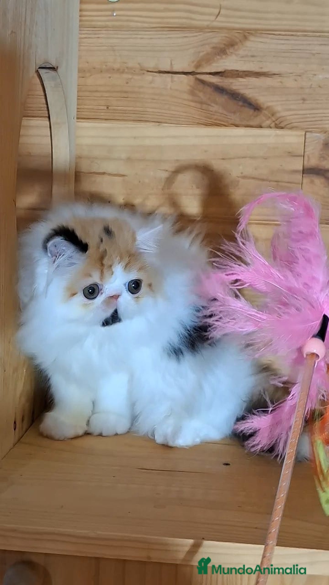 Persa gatos en venta: Preciosa Gata persa - Anuncio 6