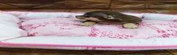 Chihuahua perros en venta: CHIHUAHUA TOY  - Anuncio 3
