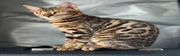 Bengalí gatos en venta: Gatita Bengalí - Anuncio 10