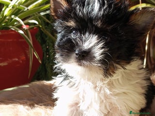 Biewer Yorkshire Terrier a la Pom Pon perros Cachorros Yorkshire y Biewer toy - Anuncio 35