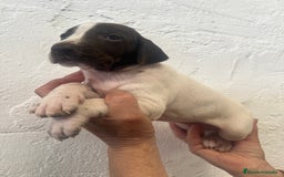 Braco Alemán de Pelo Corto perros en venta: Camada Braco Alemán  - Imagen 6