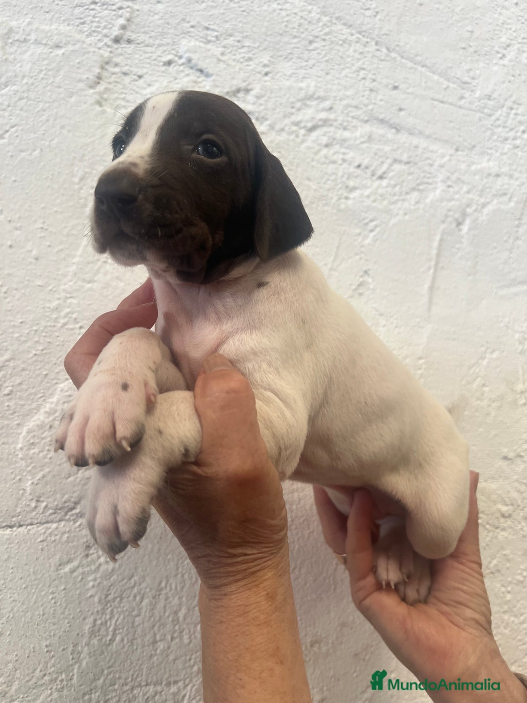 Braco Alemán de Pelo Corto perros en venta: Camada Braco Alemán  - Imagen 6