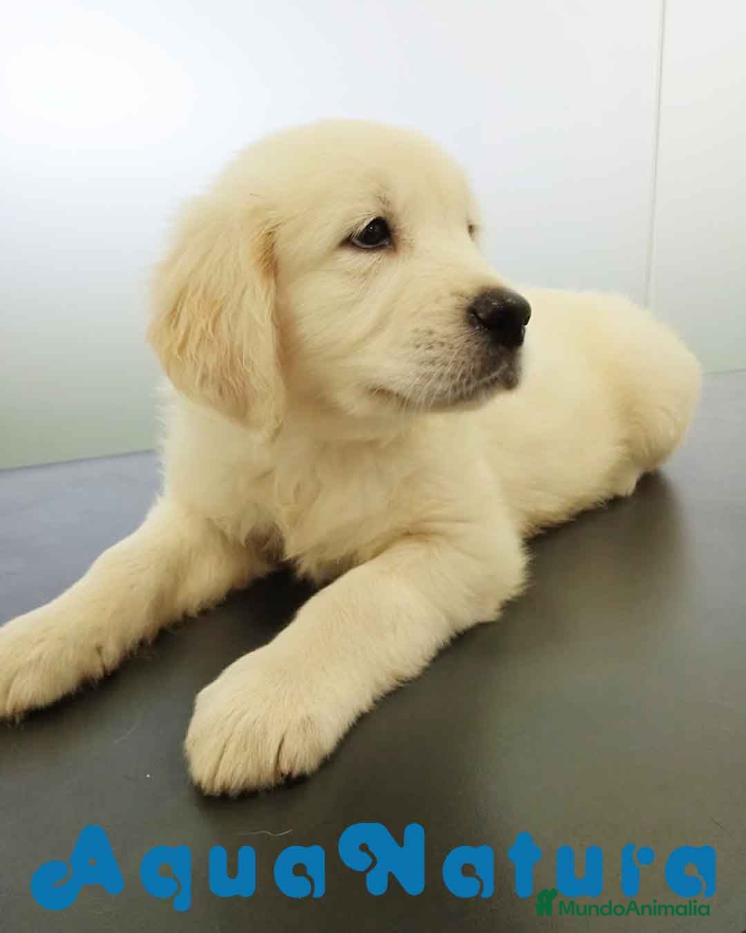 Golden Retriever perros Golden Retriever Macho 5359 AQUANATURA - Anuncio 18