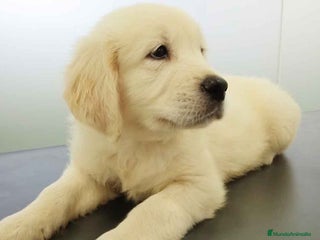 Golden Retriever perros - Anuncio 7