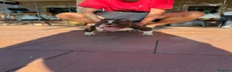 American Bully perros en venta: CACHORRITAS AMERICAN BULLY MICRO 7 MESES  en Madrid - Anuncio 12