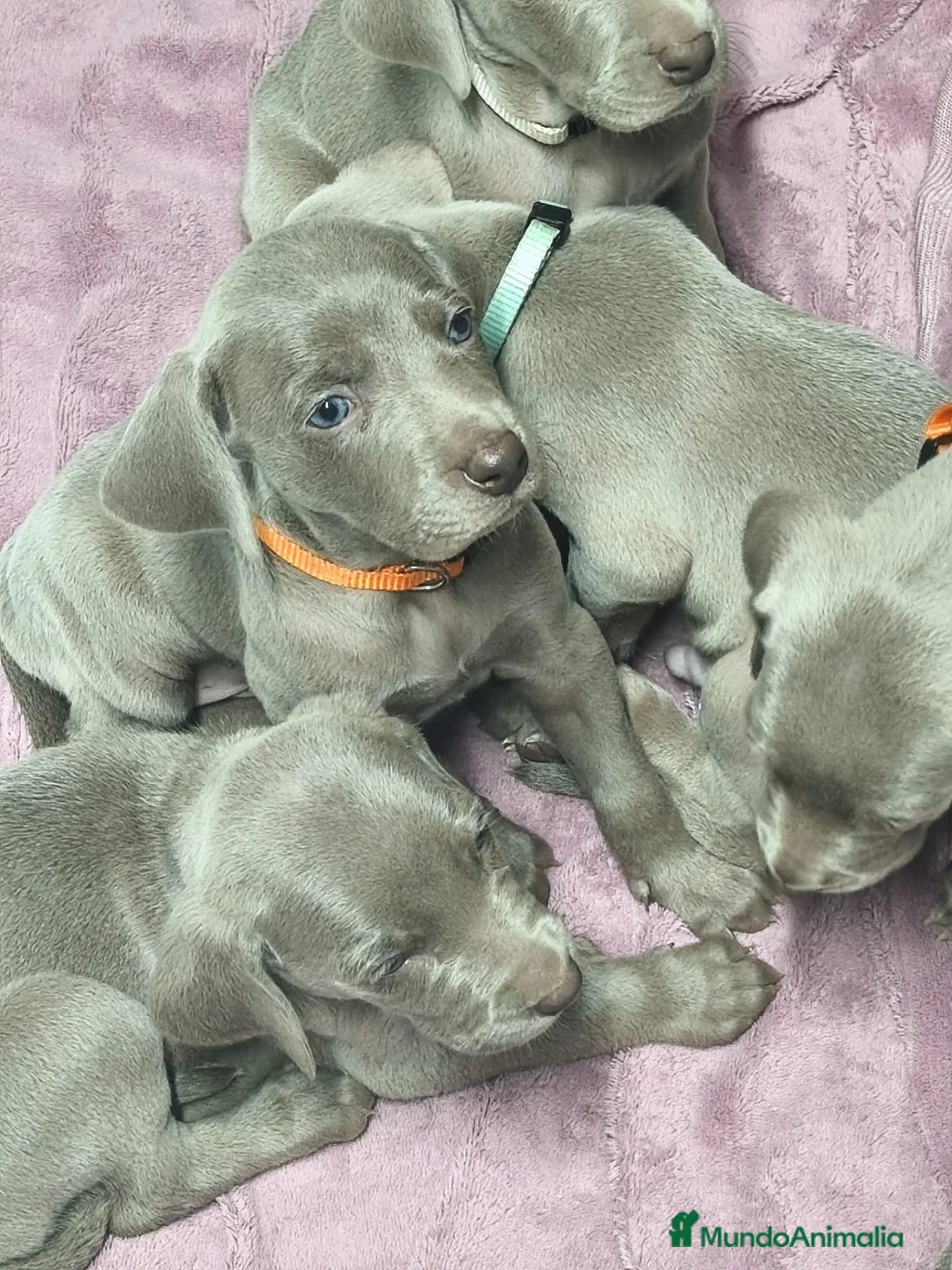 Weimaraner perros en venta: Cachorros de Braco de Weimar  - Anuncio 1