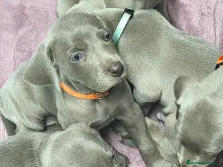 Weimaraner perros Cachorros de Braco de Weimar - Anuncio 1