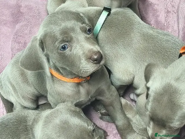 Weimaraner perros en venta: Cachorros de Braco de Weimar - Anuncio 1