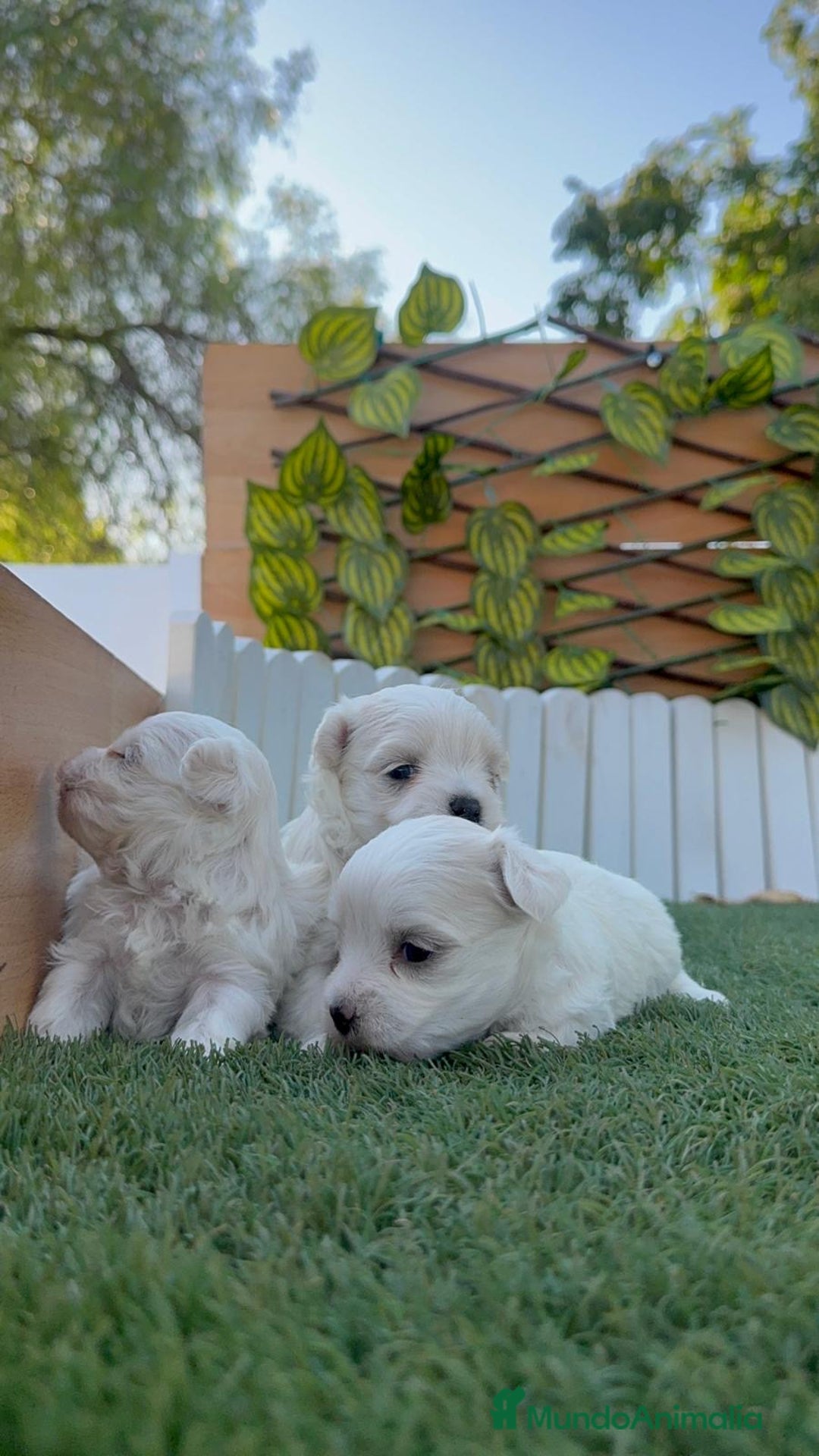Bichón Maltés perros en venta: BICHÓN MALTÉS  - Imagen 16