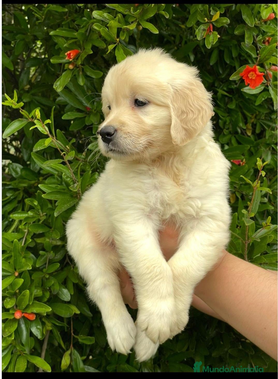 Golden Retriever perros camada golden retriever - Anuncio 4