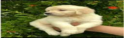 Golden Retriever perros en venta: camada golden retriever - Anuncio 1