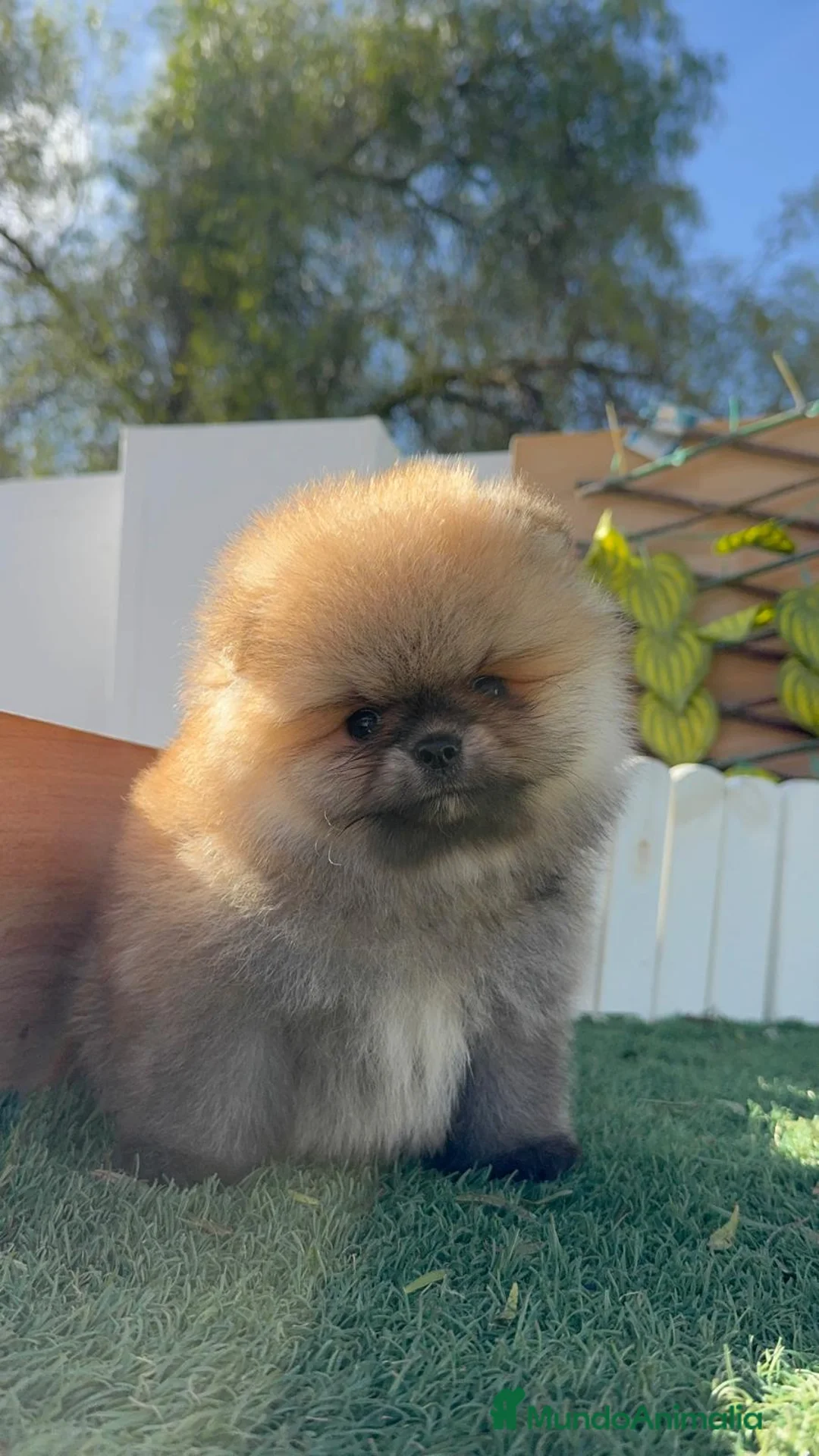 Pomerania perros en venta: POMERANIA MACHO - Anuncio 12