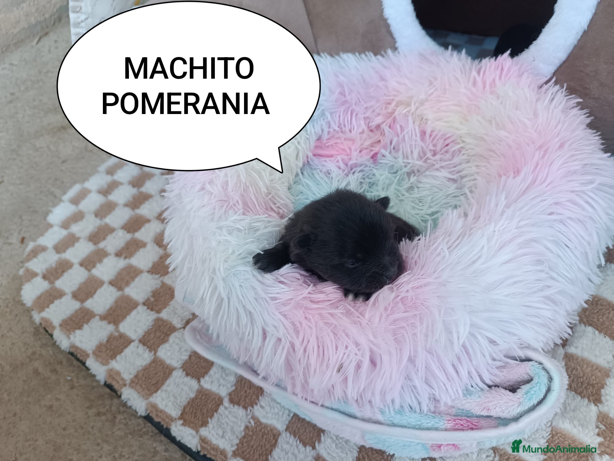 Pomerania perros POMERANIA MACHITO - Anuncio 3