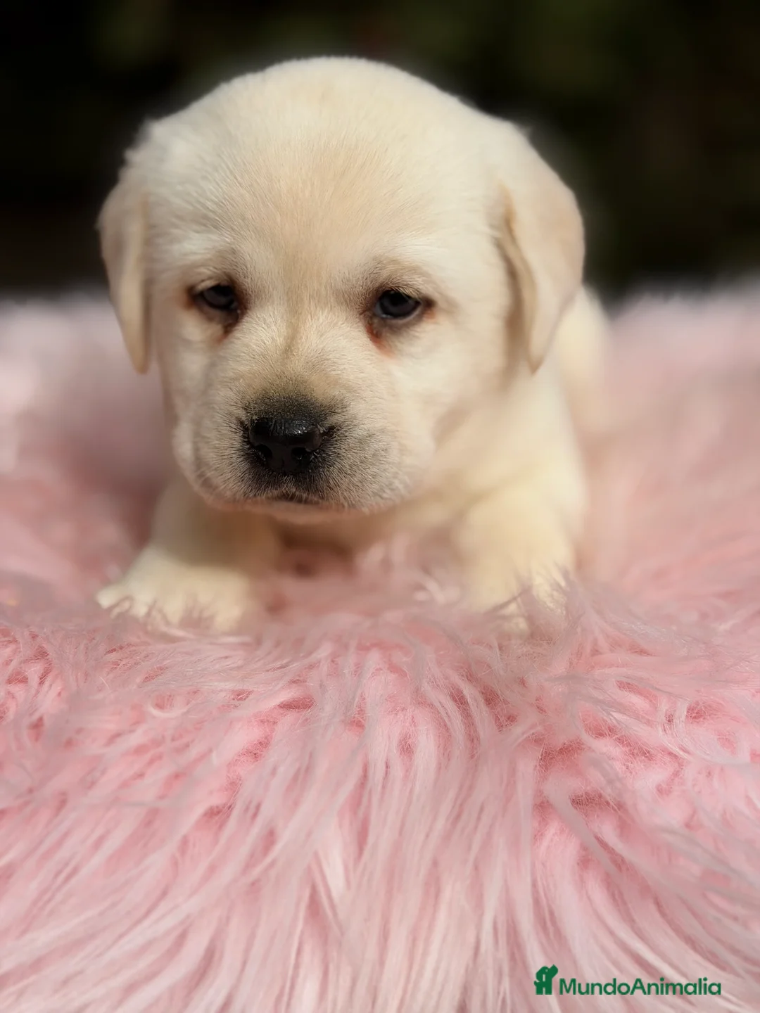 Labrador Retriever perros en venta: Labradora amarilla  - Anuncio 3